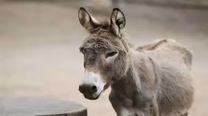 کشتار سالانه میلیون‌ها الاغ برای تولید داروی چینی ضدپیری