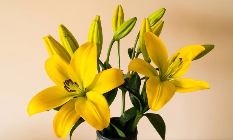 راهنمای گام به گام کاشت پیاز لیلیوم (ویژه مبتدیان)