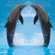 هدیه‌های دلفین Mystique در روزهای قرنطینه؛ دوستی از دل دریا