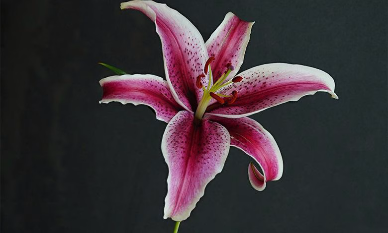 زمان کاشت پیاز گل لیلیوم