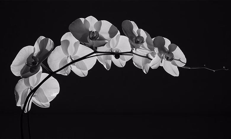 آشنایی با گل ارکیده