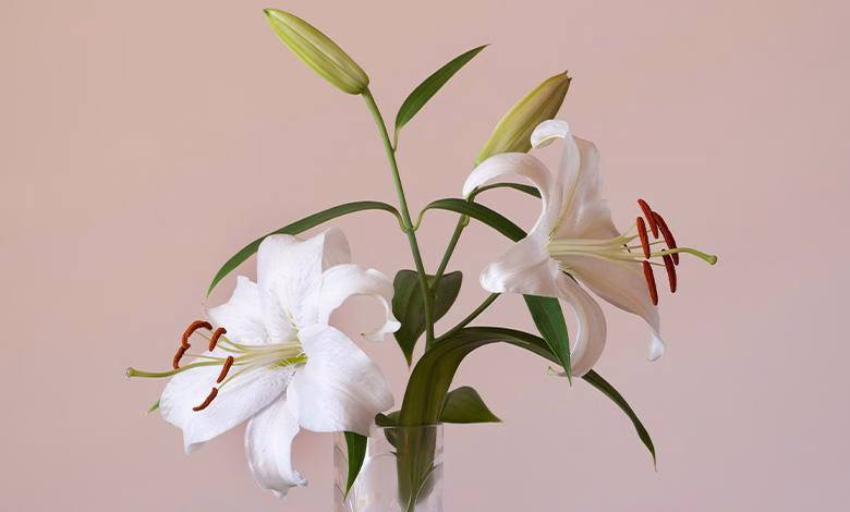 آیا نوع لیلیوم بر زمان کاشت تأثیر دارد؟