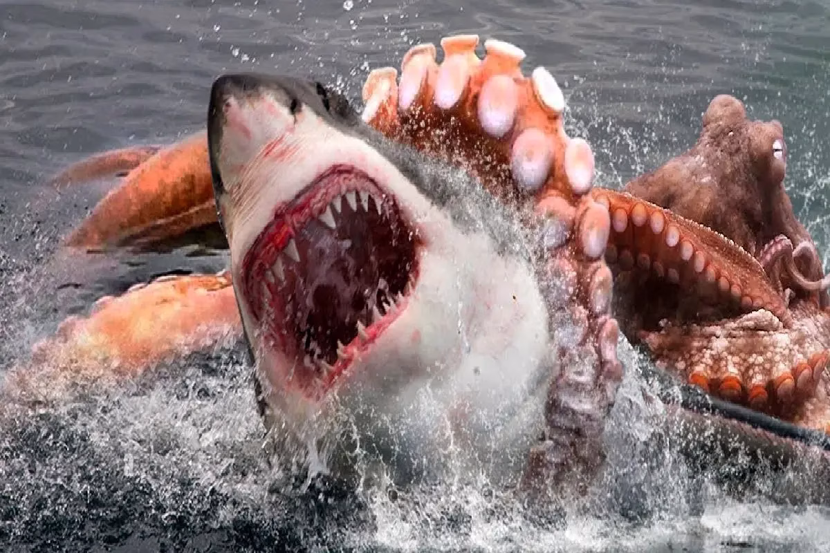 خشونت اختاپوس‌های ماده در جفت‌گیری؛ خطری برای نرها