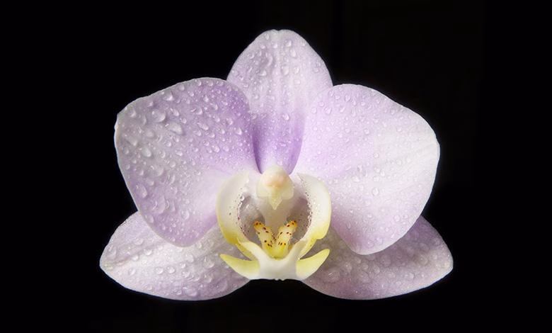 تضاد شیشه و نیاز گیاه: مشکل «تنفس»